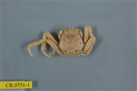 藏品(顆粒擬關公蟹)的圖片